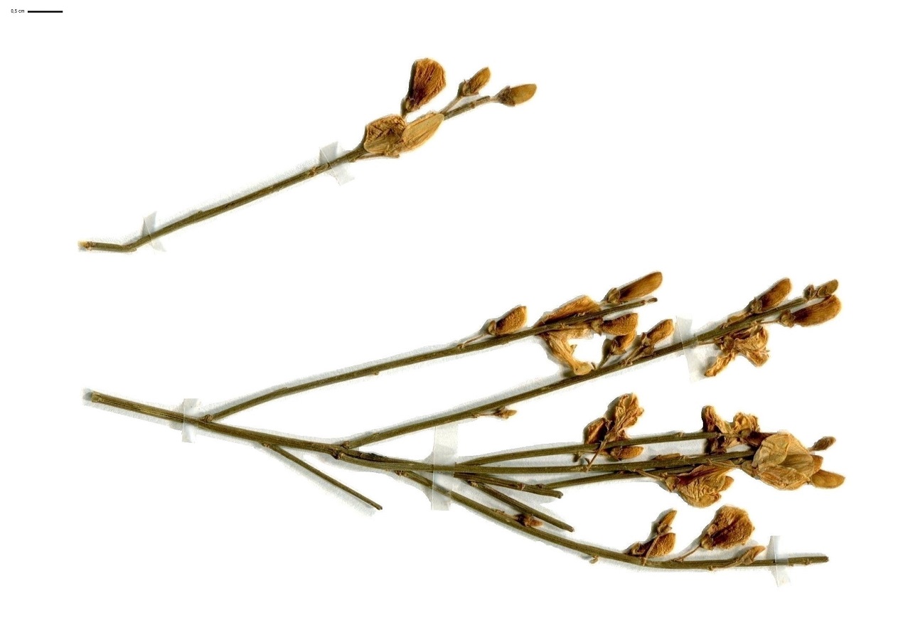 Cytisus oromediterraneus (Fabaceae)